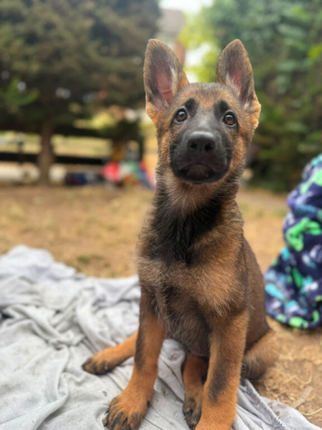 Stunning German shepherd puppies for sale