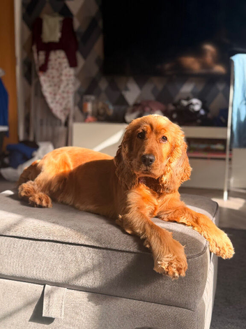 16 month old show cocker spaniel