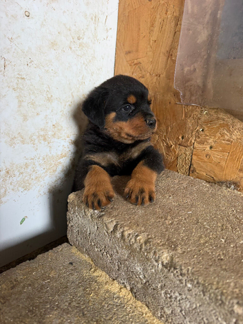 Rottweiler&rsquo;s German pups