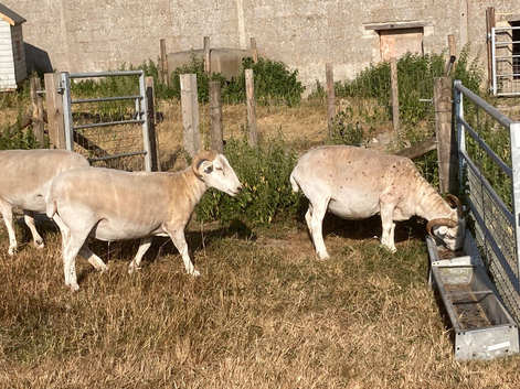 Wiltshire Horn