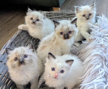 Ragdoll Kittens