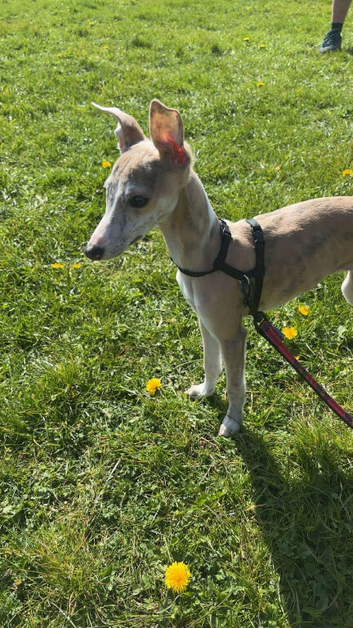 Whippet girl 16 weeks !!!!!