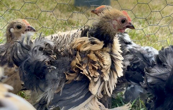 Frizzle Pekin bantam boys