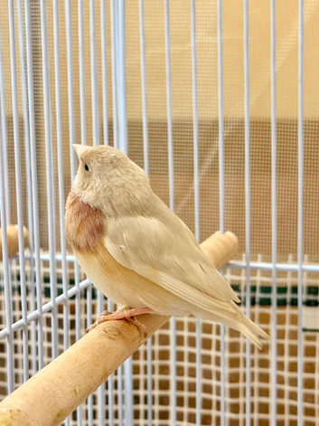 female goldian finch
