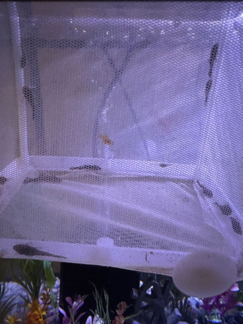 Baby bristlenose plecos