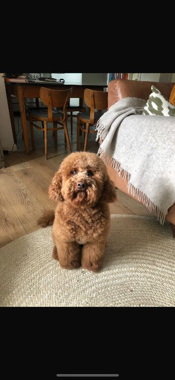 Beautiful Red Miniature Labradoodle Puppies