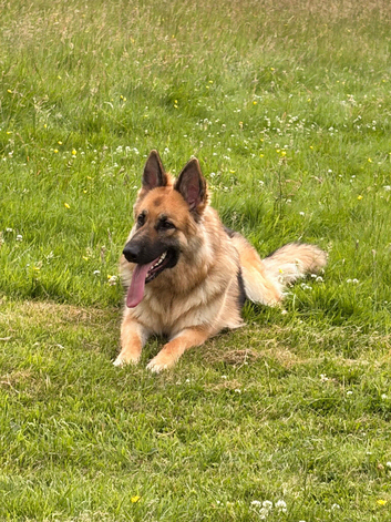 German shepherd Girl