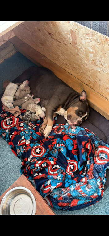 Pocket American Bully Puppies