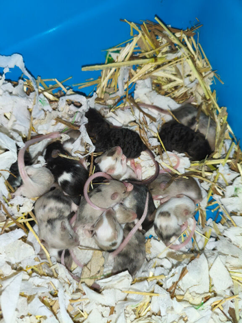 Fancy mice