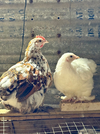 Trio pekin bantams