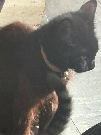 Mother cat
