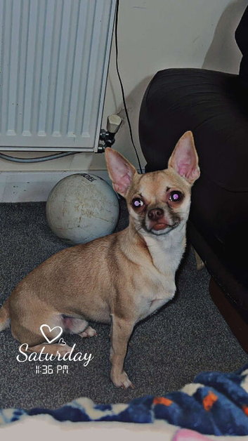 STUD ONLY NOT FOR SALE
