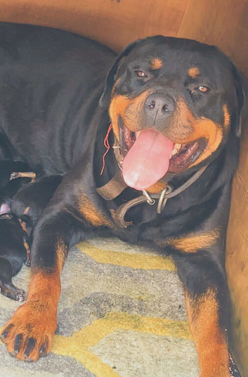 Rottweiler pups