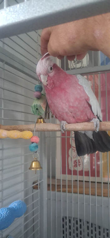 Galah