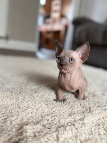 3 girls left Canadian Elf Sphynx