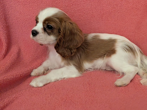 Gorgeous Cavalier King Charles Spaniel puppies
