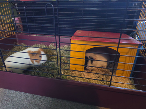 Two female Guinea Pigs