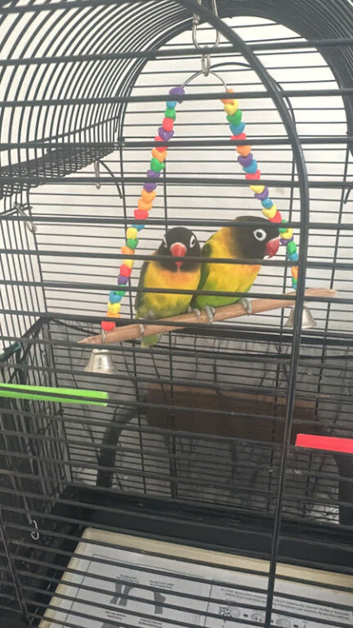 love birds paper