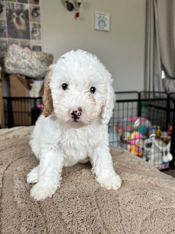1 Beautiful Cavapoo pup Ready Now