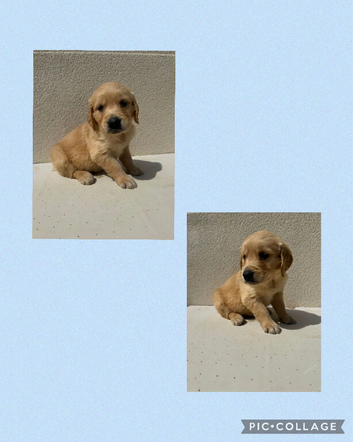 Ready to leave - 4 Kc Registered golden retriever boy pups!
