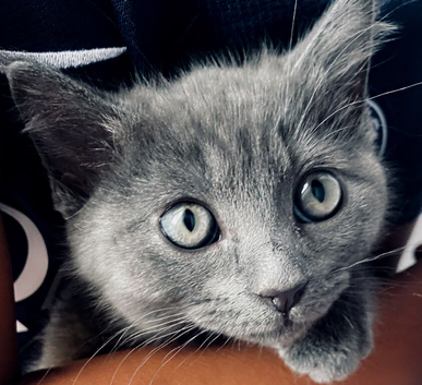 10 week old, male Ragdoll x Bengal kitten
