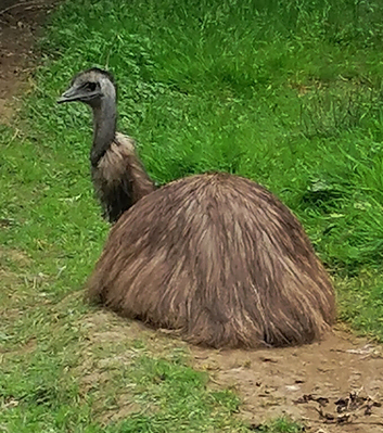 Bookings now being taken for Emu eggs
