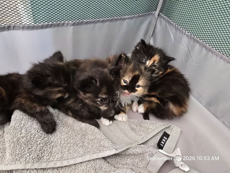 Beautiful Fluffy Kittens Looking for Loving Homes
