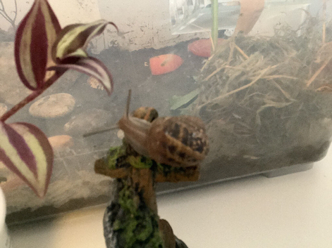 Zazou- the incredible snail