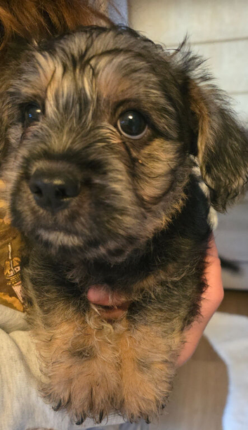 Beautiful french bulldog cross boy