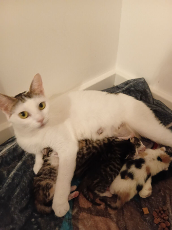 4 beautiful kittens