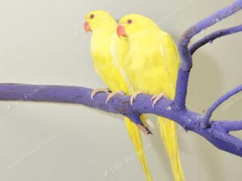 Baby Yellow Ring Neck Talking Parrots,8