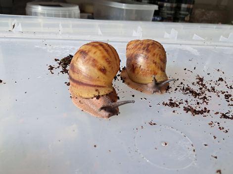 Archatina Marginita Ovums