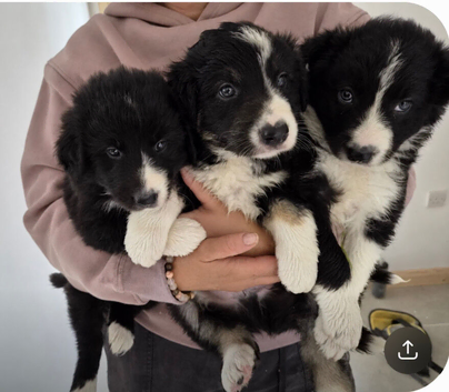 Stunning Long-Haired Border Collie Puppies