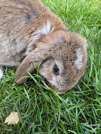 Beautiful mini lop bunnies