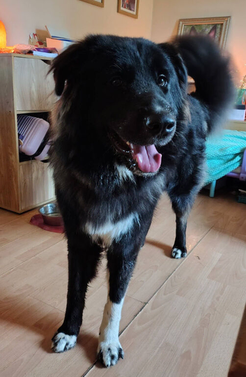 ***FERN RESCUE * 1 YR OLD CAUCASIAN SHEPARD***