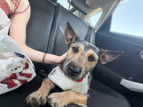 Lovely dog for rehome