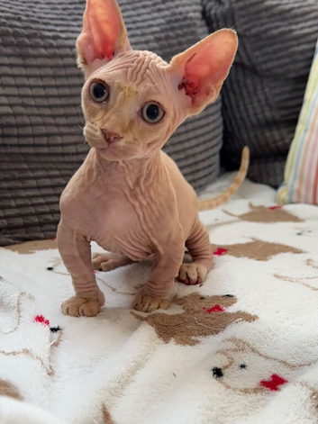 Male bambino Sphynx kitten