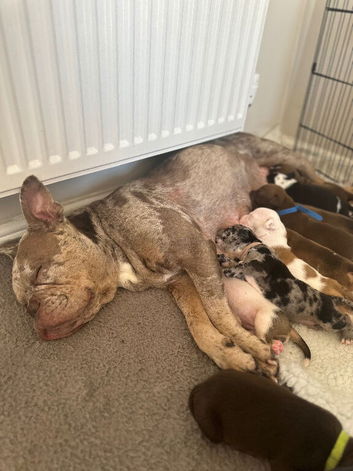 Old English F3 bulldog x American bulldog puppies