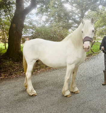 Blagdon Cob Mare 14.1hh mare