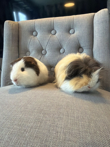 2 Lovely Guinea pigs