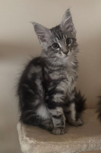 Maine Coon kittens