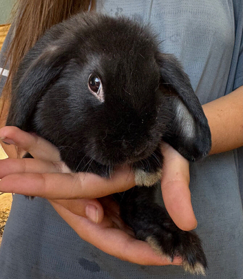 Lop ear Rabbits for sale