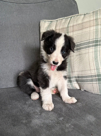 Border Collie Puppy