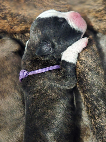 KC boxer puppies