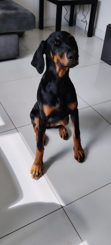 Due to work committments I am sadly looking to re-home my beautiful dorberman lola..!! Lola is 5 and a half months old..!!