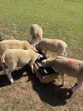 Young pet ewes