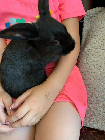 3 boy rabbits
