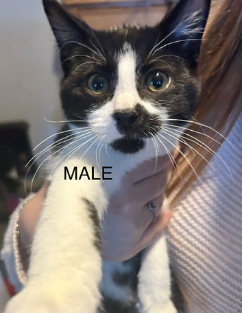 Mixed breed cats for sale