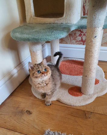 Gorgeous Pedigree Golden British Shorthair Kitten