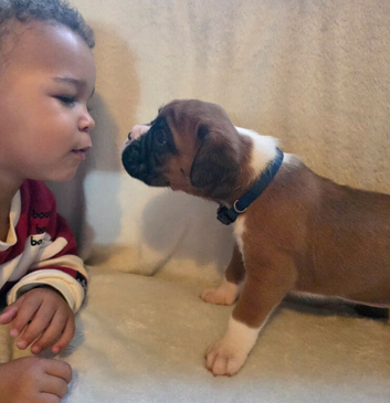 Beautiful red and white boxer puppies